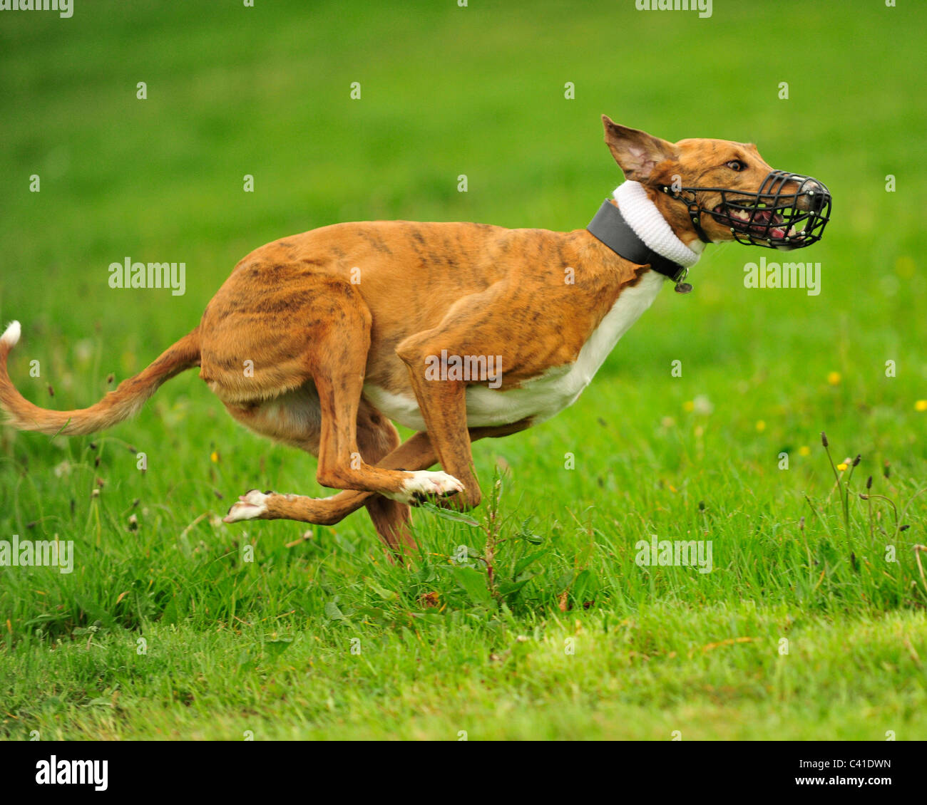 racing greyhound Stock Photo