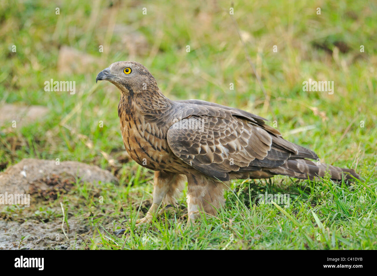 Oriental Honey Buzzard (Pernis ptilorhynchus) in Ranthambore national