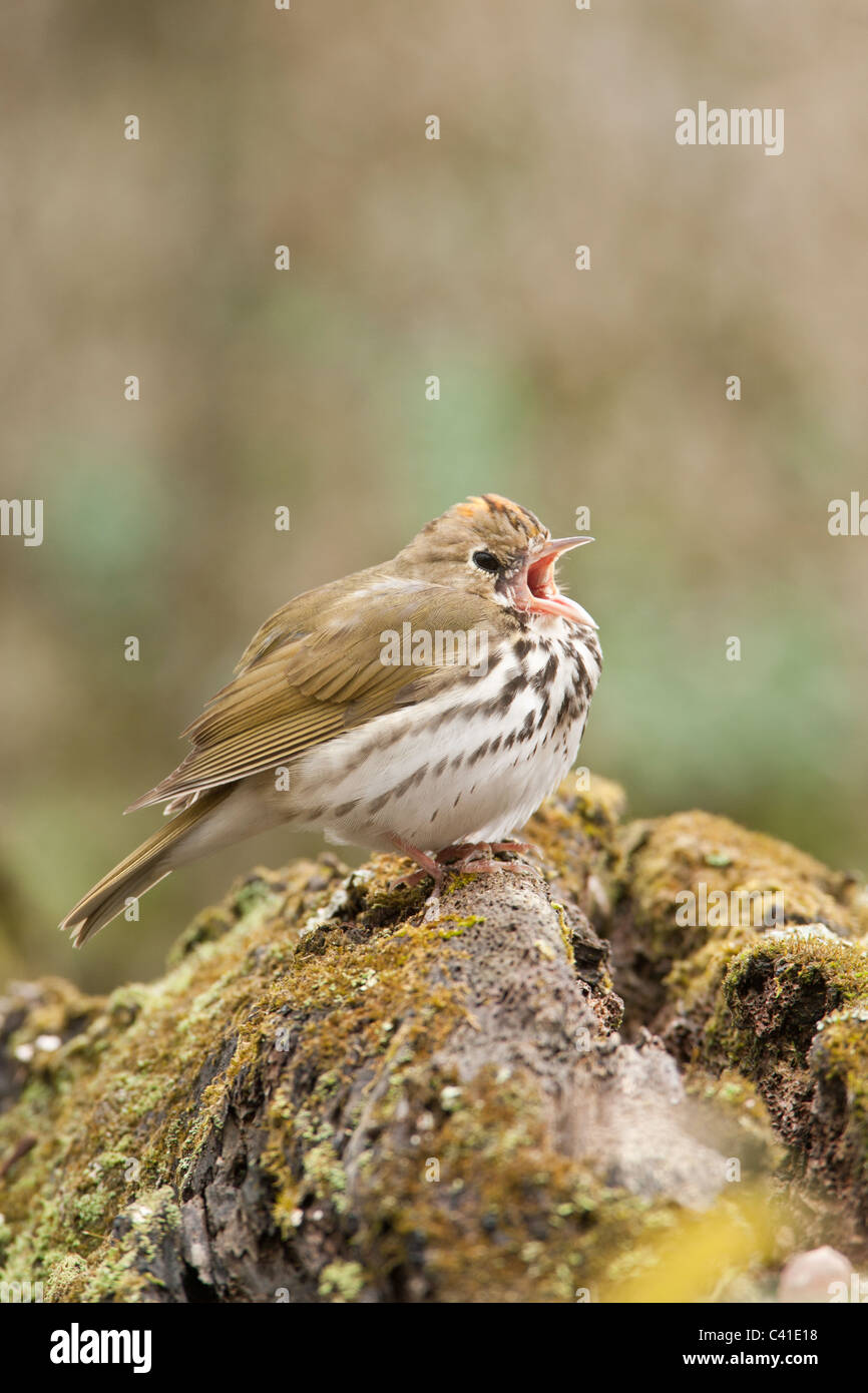 Ovenbird Yawning - Vertical Stock Photo