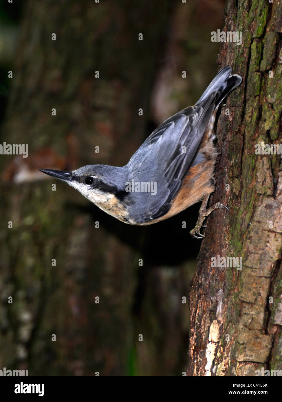 Nuthatch ( Sitta europaea ) Pauses on the trunk of the tree. Stock Photo
