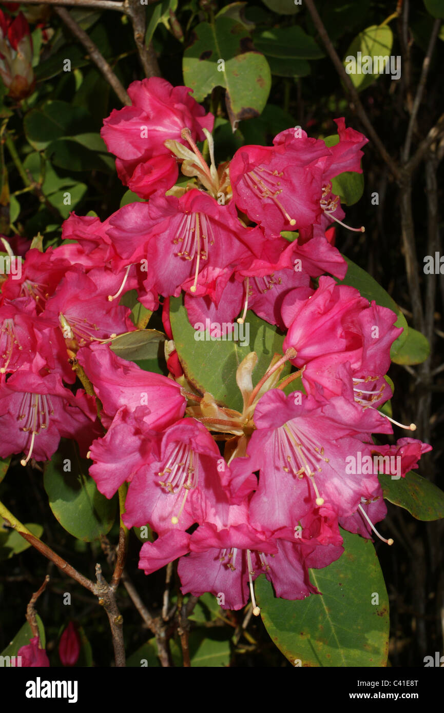 thuja c12 Junior Giant Thuja Tree | 2-3 ft main image 0