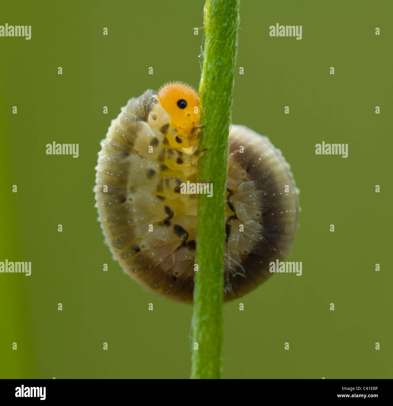 Sawfly Larva, Hampshire, UK Stock Photo