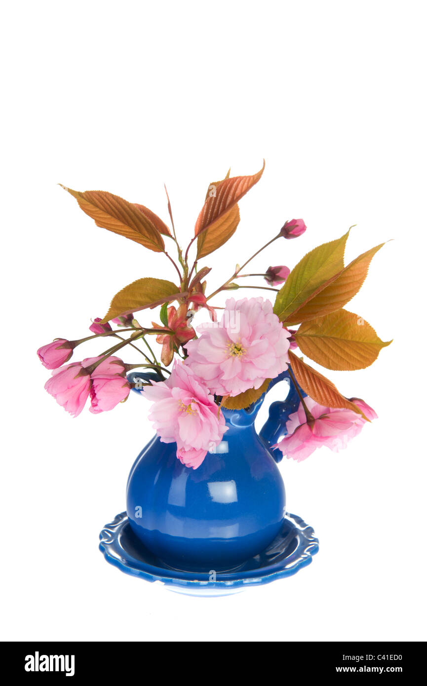 Pink wild cherry blossom in blue vase isolated over white background ...
