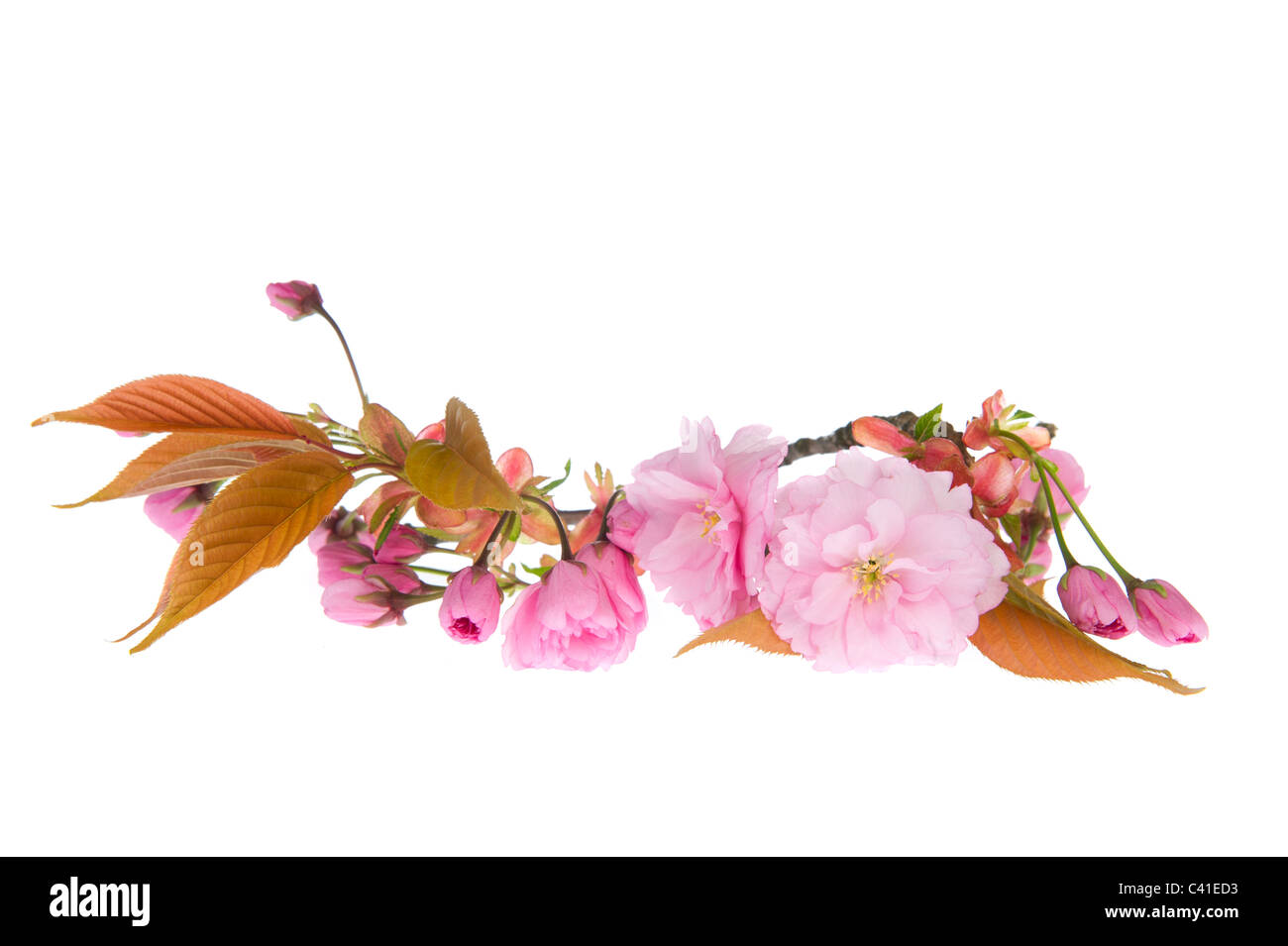 Pink wild cherry blossom isolated over white background Stock Photo - Alamy