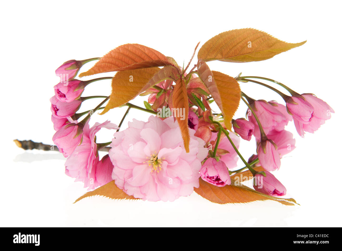 Pink wild cherry blossom isolated over white background Stock Photo - Alamy