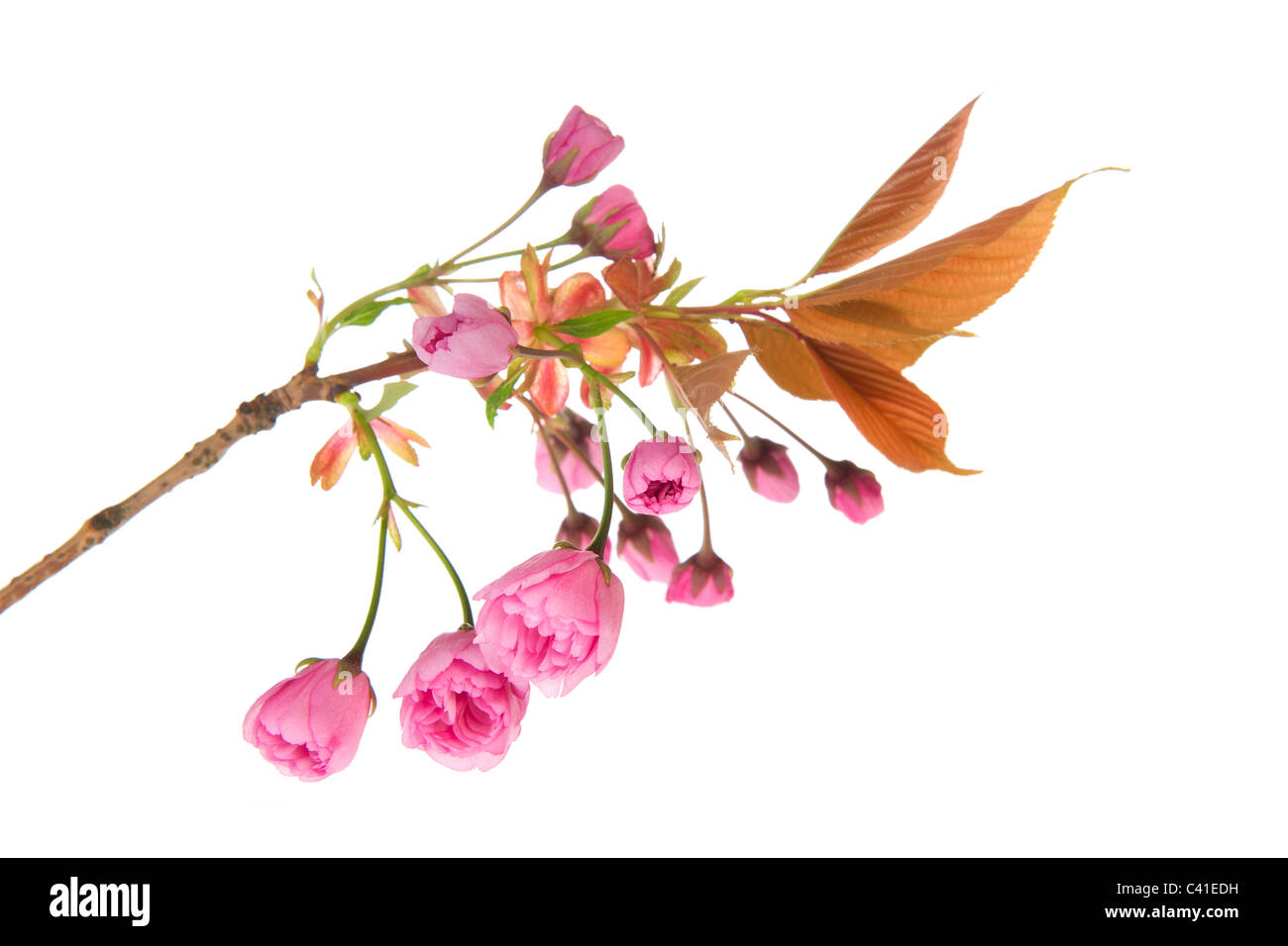 Pink cherry blossom isolated on white background Stock Photo - Alamy