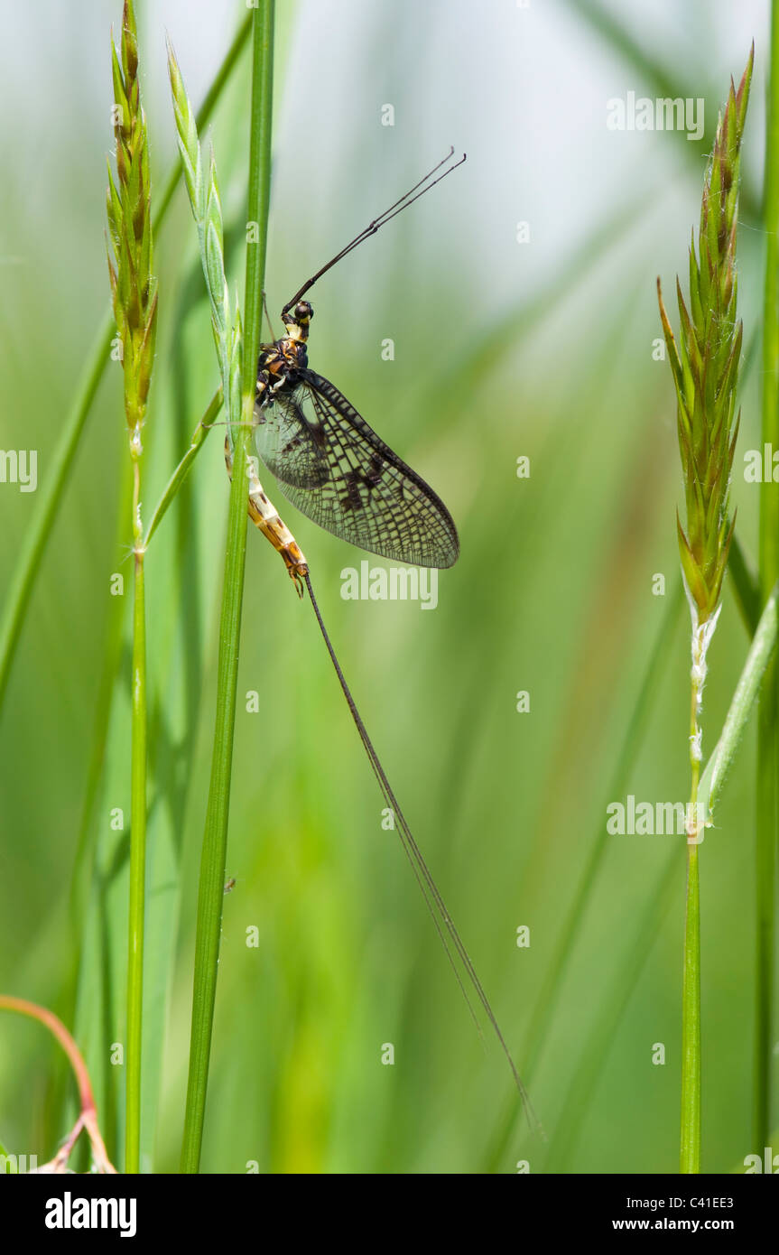 Mayfly (Ephemera danica), Hampshire, UK Stock Photo