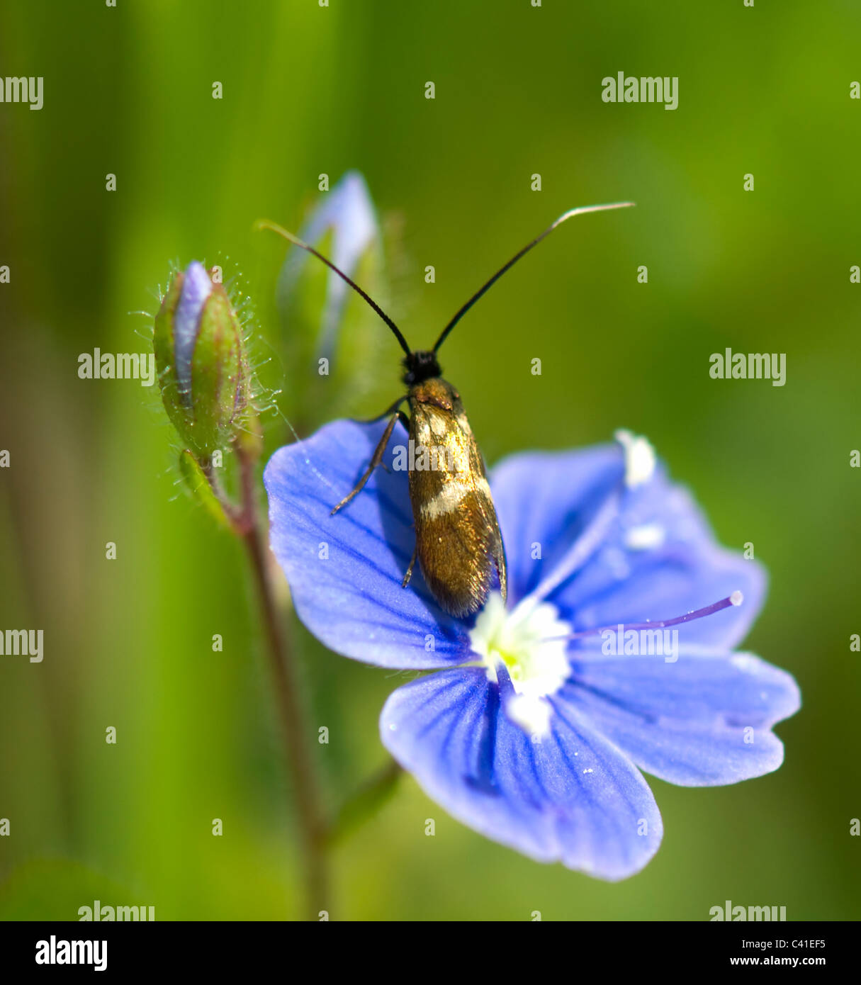 Longhorn Moth (Nemophora degeerella) on Bird's-eye Speedwell, Hampshire, UK Stock Photo