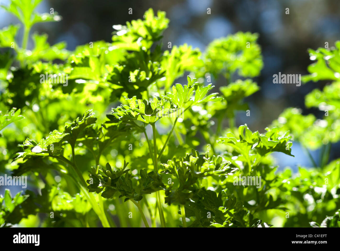 Closeup of a curly garden parsley plant Stock Photo