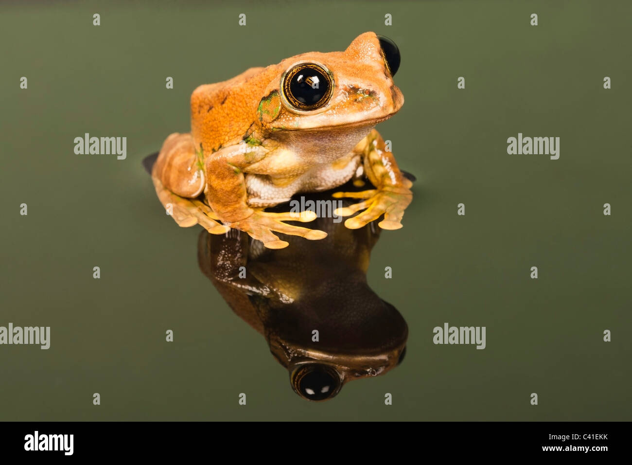 Marbled Reed Frog/ Painted Reed Frog (Hyperolius marmoratus) sat with mirror like reflection in water Stock Photo
