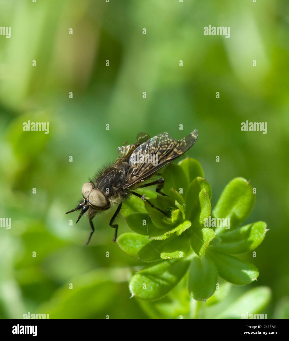Cleg-Fly (Tabanus), Hampshire, UK Stock Photo