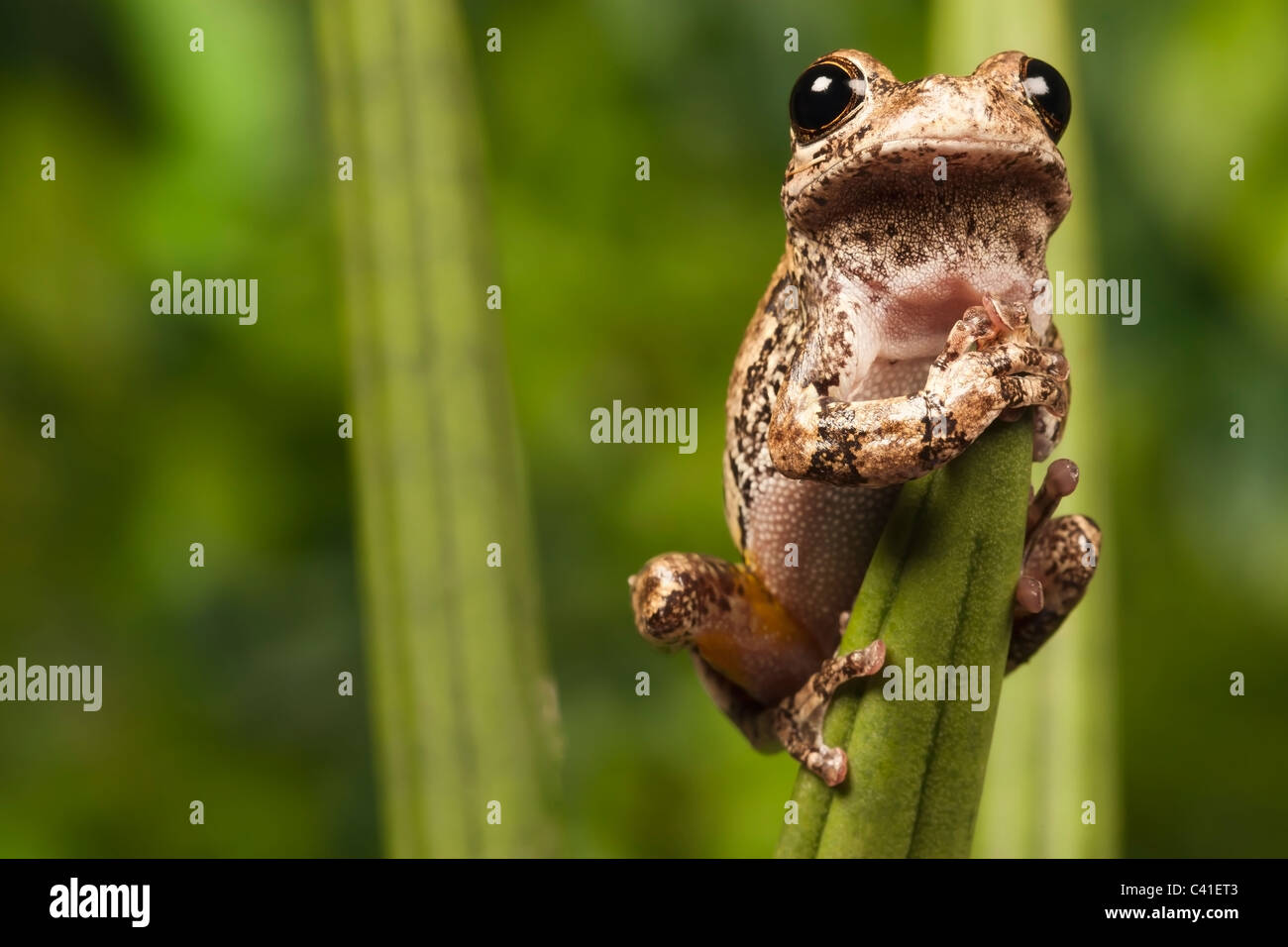 North American Gray Tree Frog [Hyla versicolor] clinging to a leaf, portrait Stock Photo