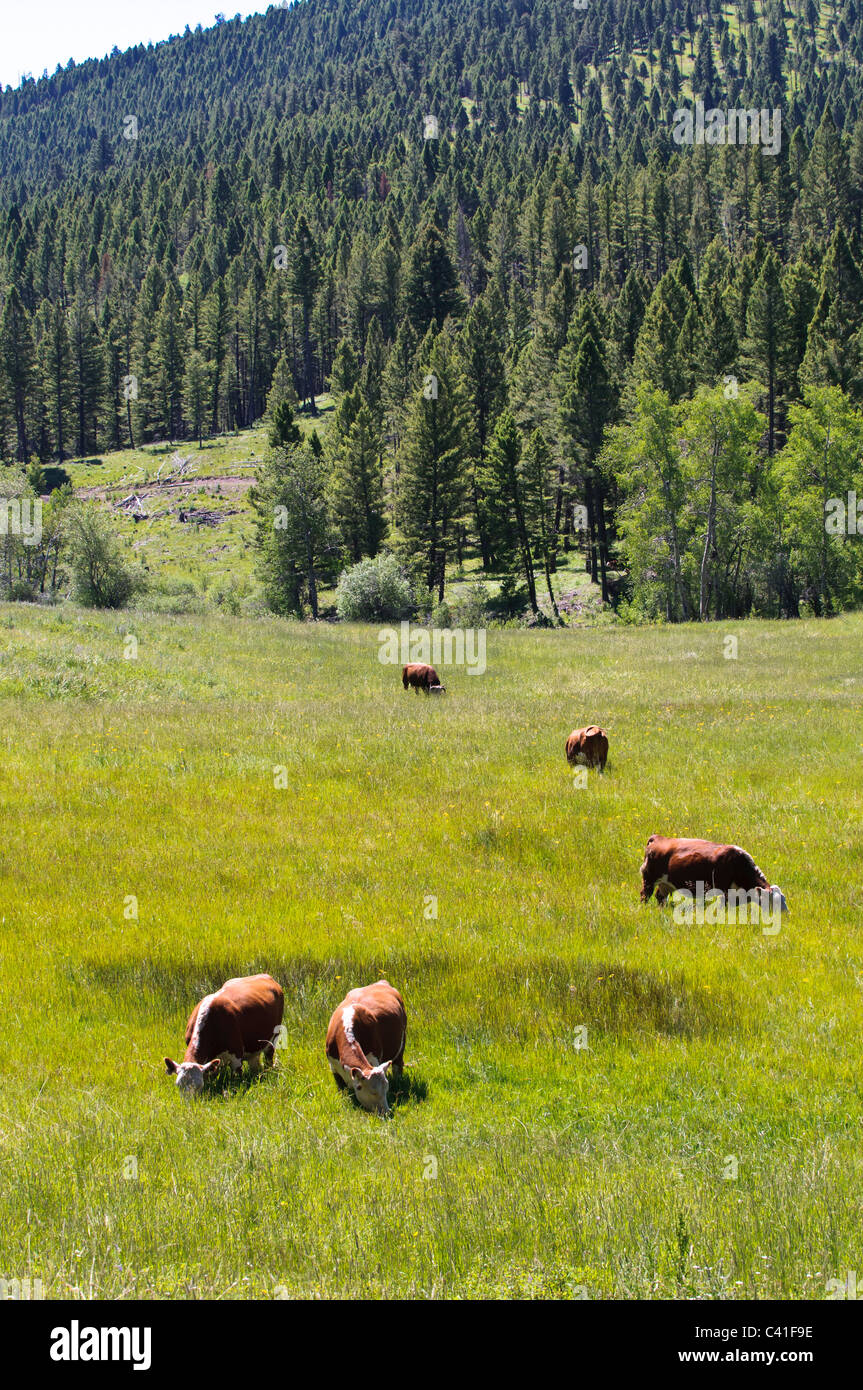 Cattle range free on land was designated a conservation easement in the Garnet Mountains of Western Montana. Stock Photo