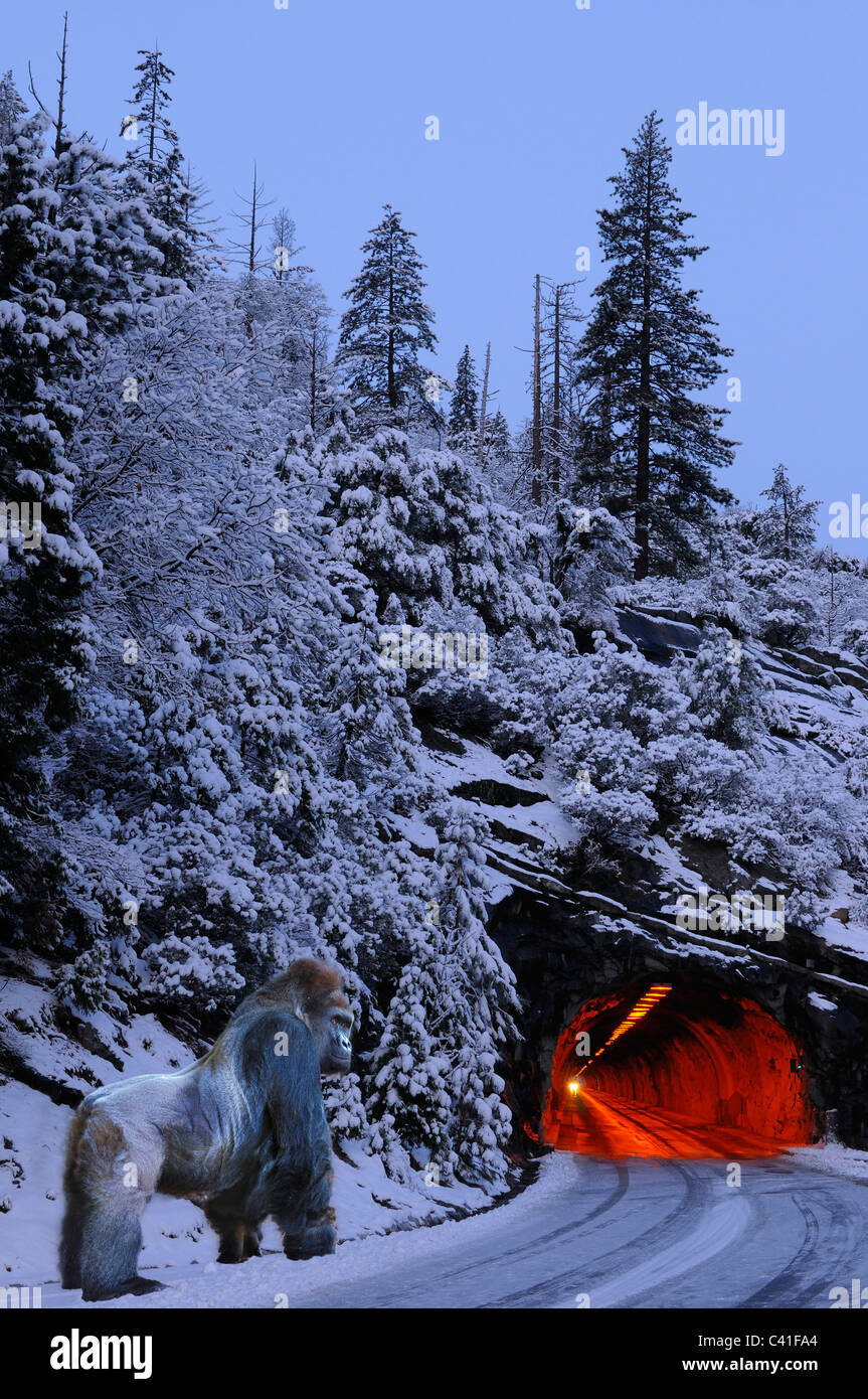 Silverback Gorilla on snowy Mountain tunnel road at dawn in Yosemite National Park composite Stock Photo