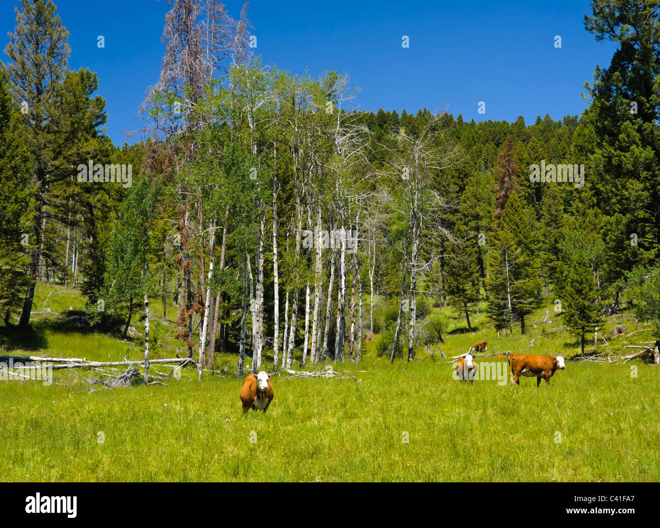 Conservation easement hires stock photography and images Alamy
