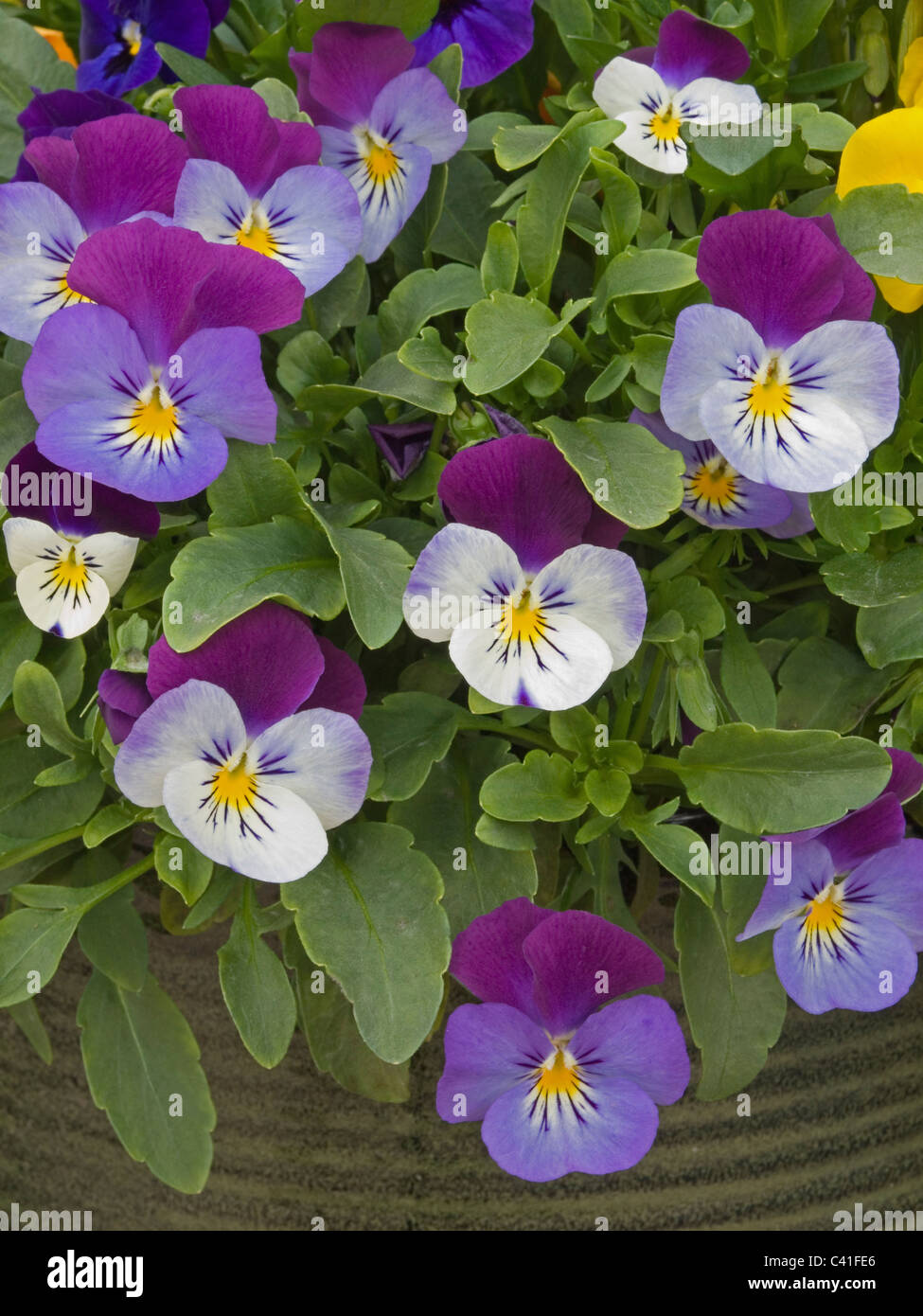 viola flower plant Stock Photo Alamy