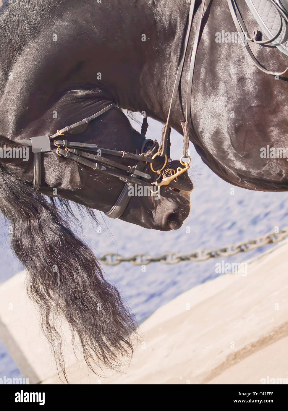 portrait of frisian horse Stock Photo