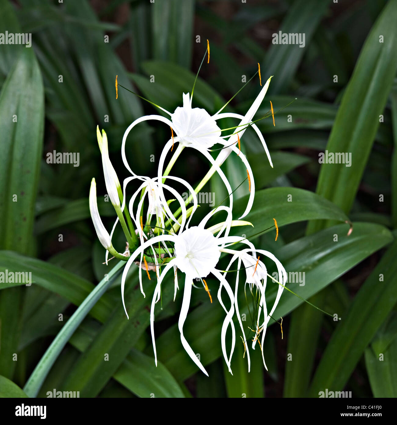 Closeup of a White Crinum Lily Asiaticum Growing in a Singapore Garden Republic of Singapore Asia Stock Photo