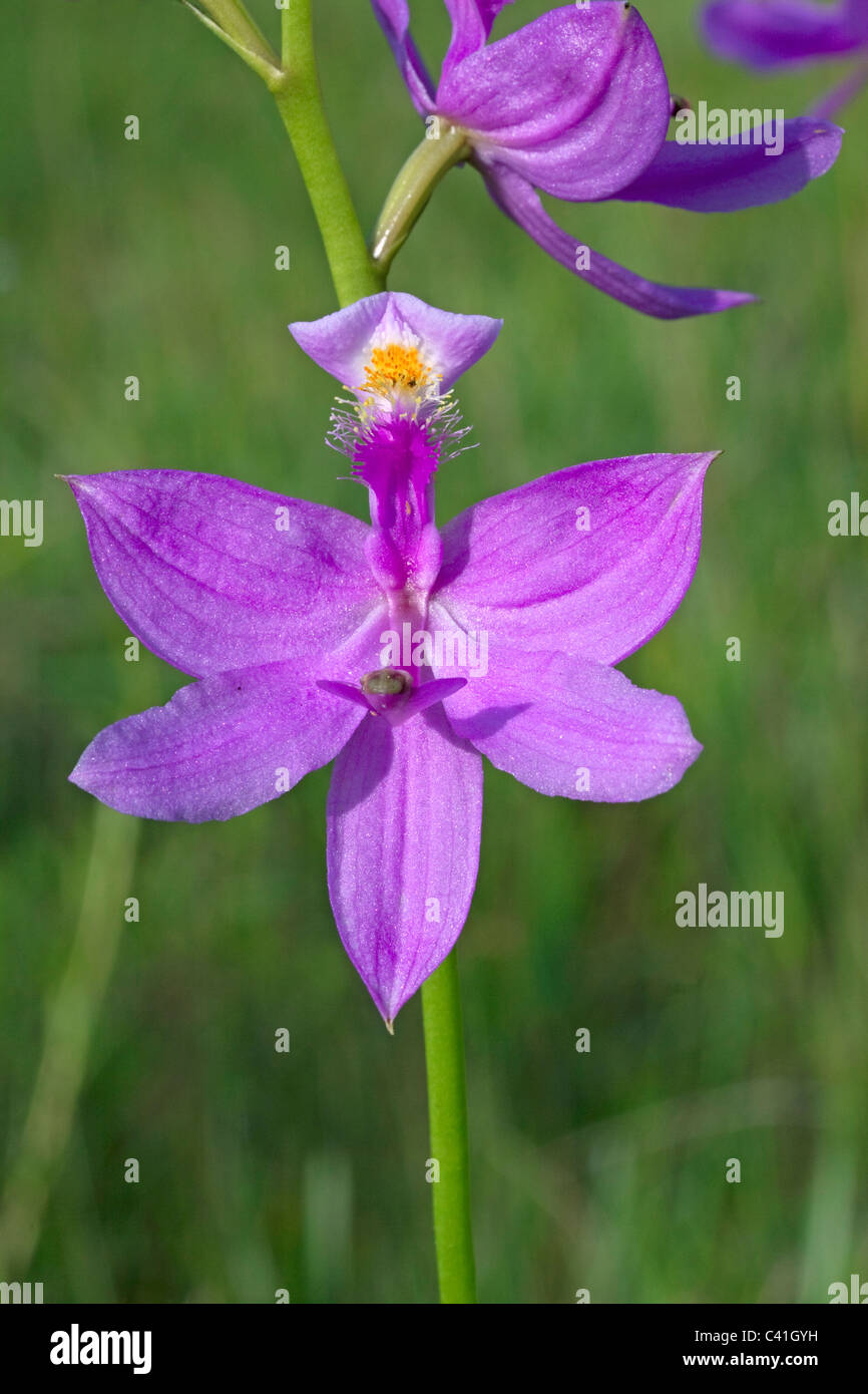Grass Pink Orchid Calopogon Florida USA Stock Photo