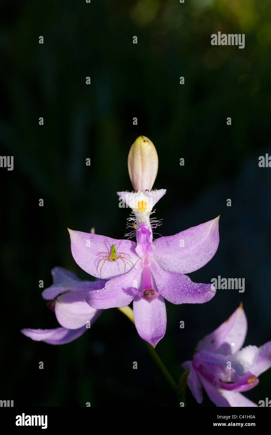 Grass Pink Orchid Calopogon with Green Lynx Spider Peucetia viridans Florida USA Stock Photo