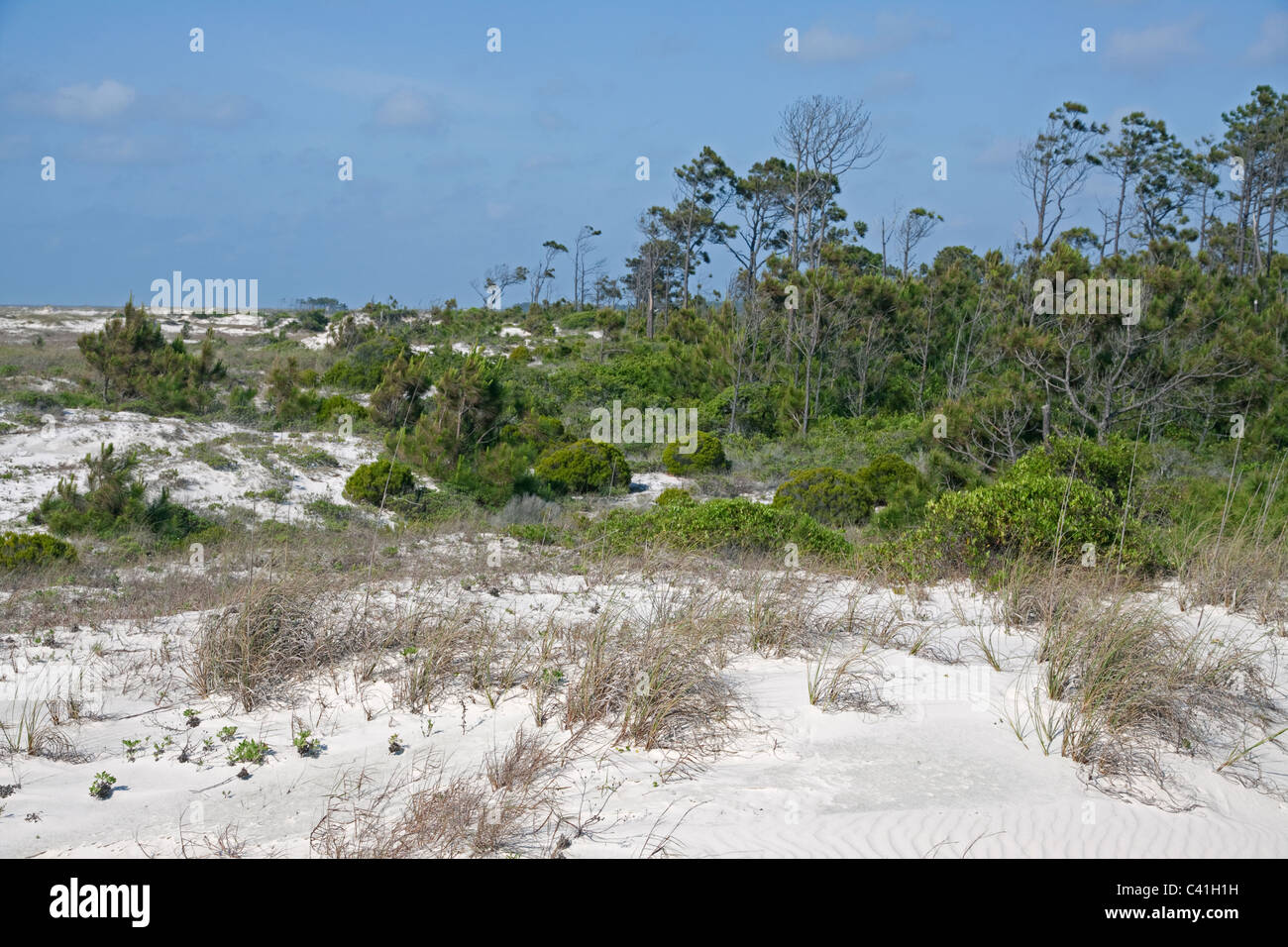 Sand dunes and Maritime forest St George Island State Park Gulf of Mexico Florida USA Stock Photo