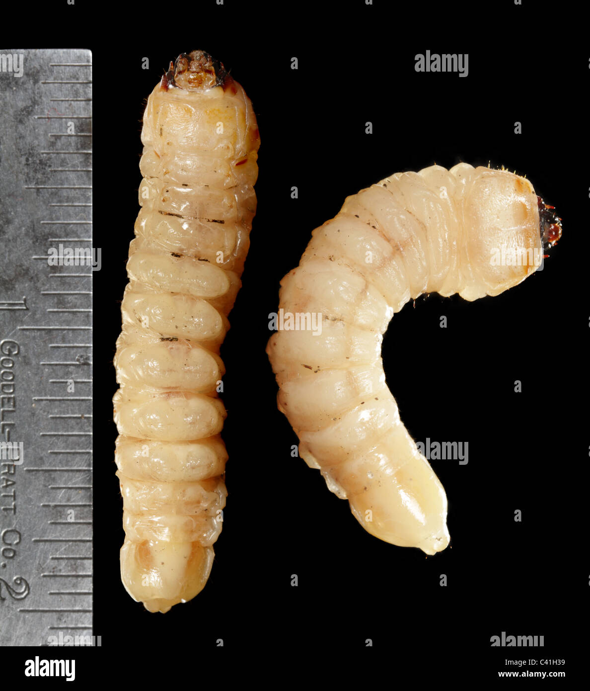 Longhorned beetle larva, ventral and dorsal views. Stock Photo