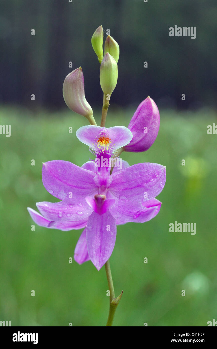 Grass Pink Orchid Calopogon Florida USA Stock Photo