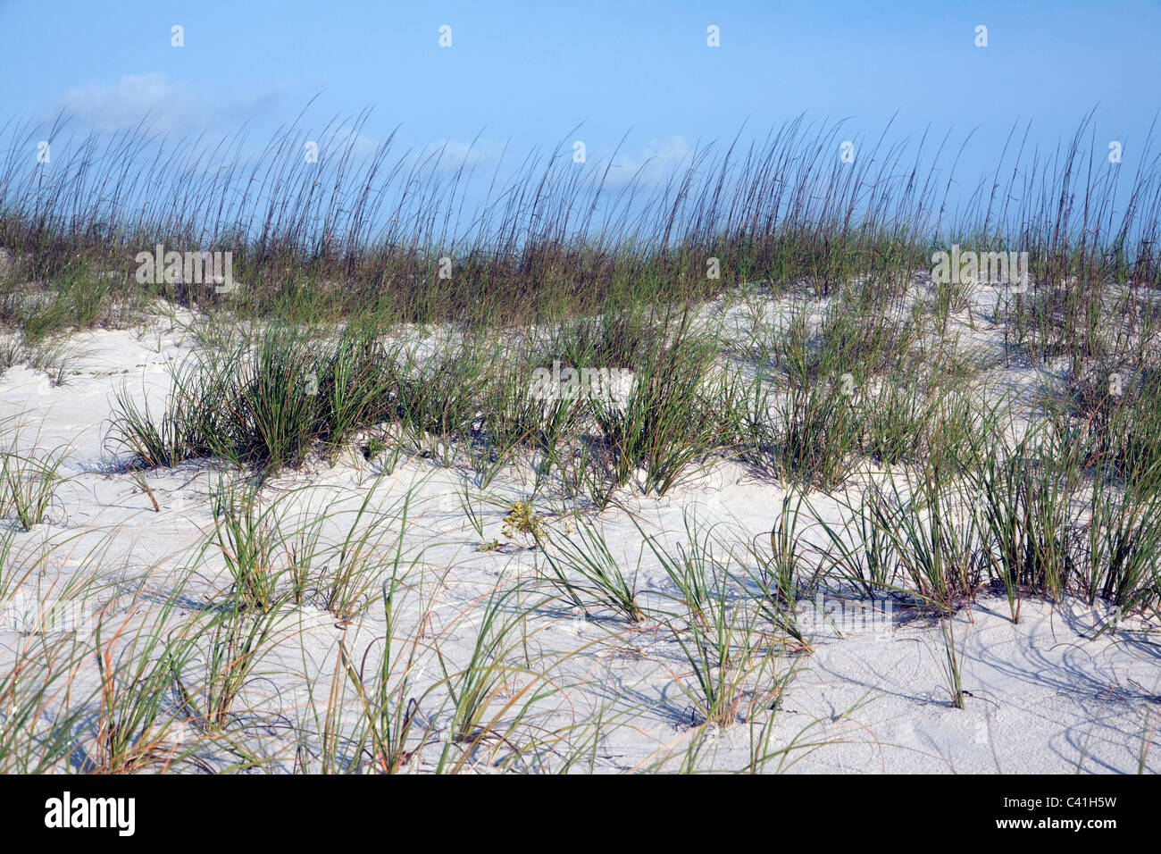 Beach Grasses on sand dunes St George Island Florida USA Stock Photo