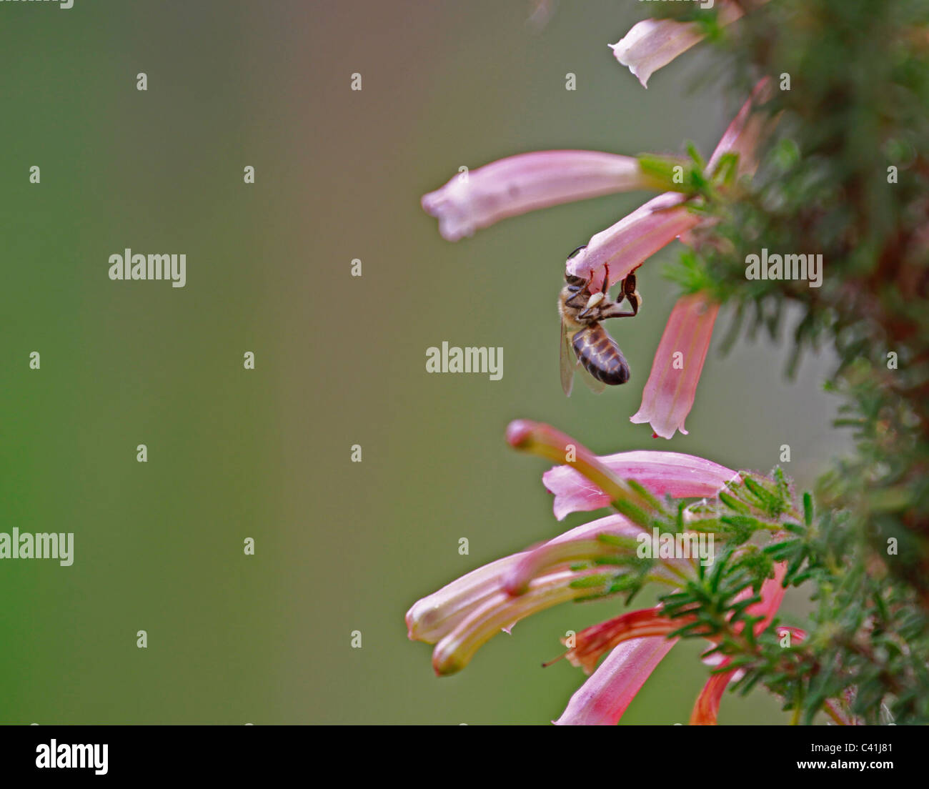 Bee pollinating a Erica flower in Kirstenbosch Botanical Gardens, Cape Town, South Africa. Stock Photo