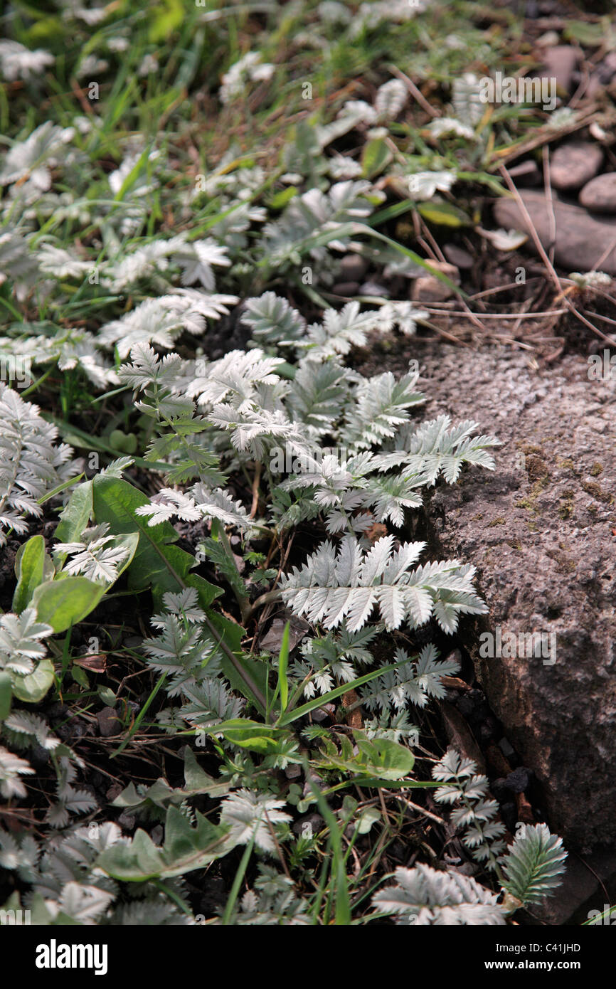 Troublesome Weeds High Resolution Stock Photography and Images - Alamy