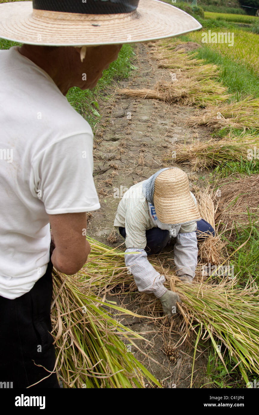 Rice farming in rice paddy fields, in Shikoko island, Japan Stock Photo