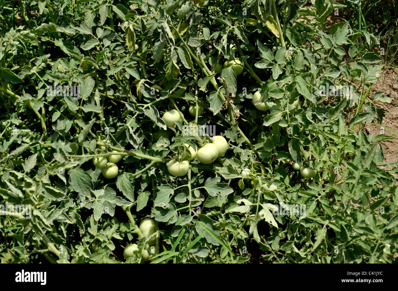 Tomato cultivation in India Stock Photo Alamy