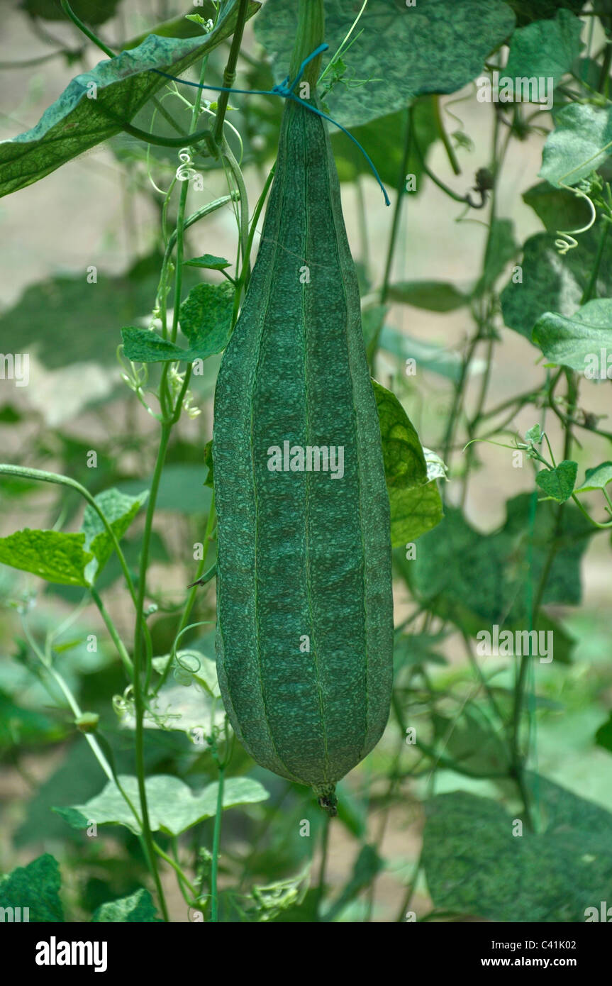 ridge-gourd-stock-photo-alamy