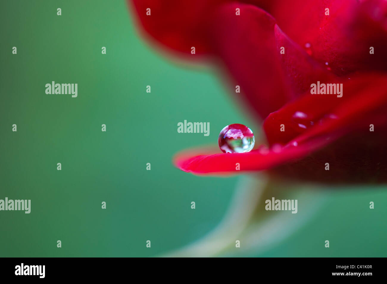 Raindrop on red rose petals against a green background Stock Photo
