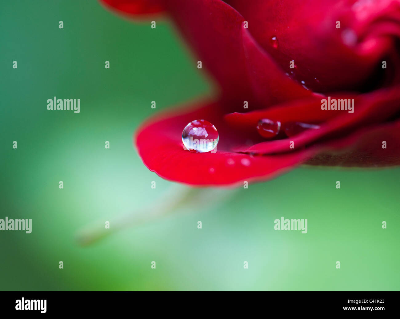 Raindrop on red rose petals against a green background Stock Photo