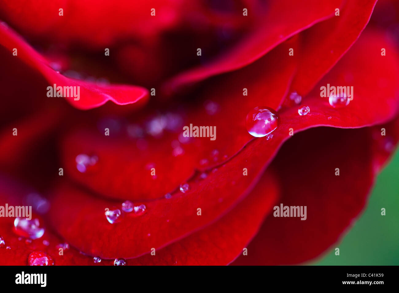 Raindrops on red rose petals Stock Photo