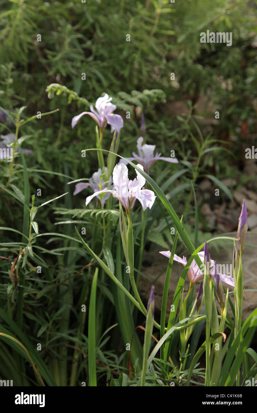 Iris douglasiana at the National Botanic Garden of Wales - Gardd Fotaneg Genedlaethol Cymru Stock Photo