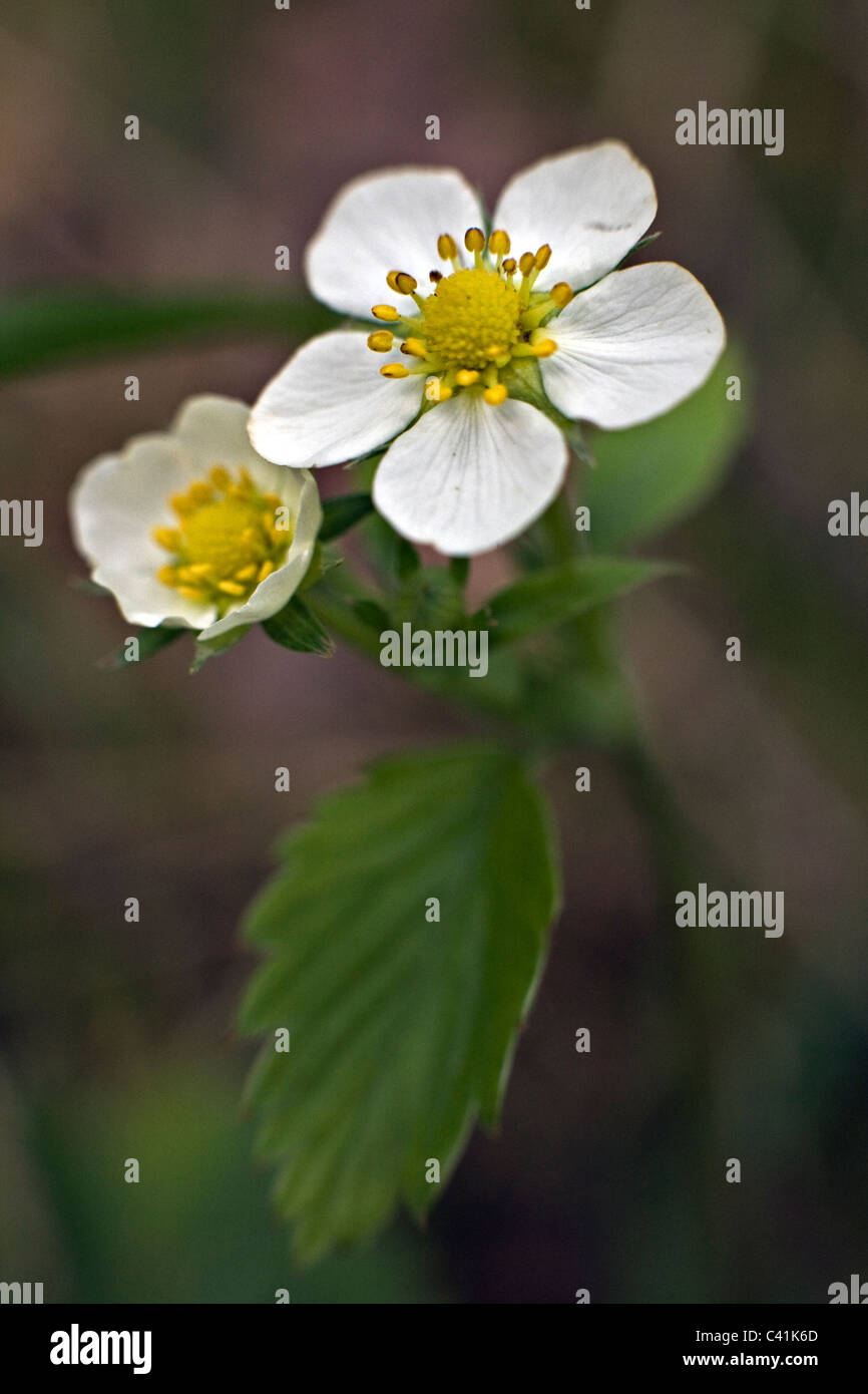 Close up of Wild Strawberry Fragaria vesca flower Stock Photo - Alamy