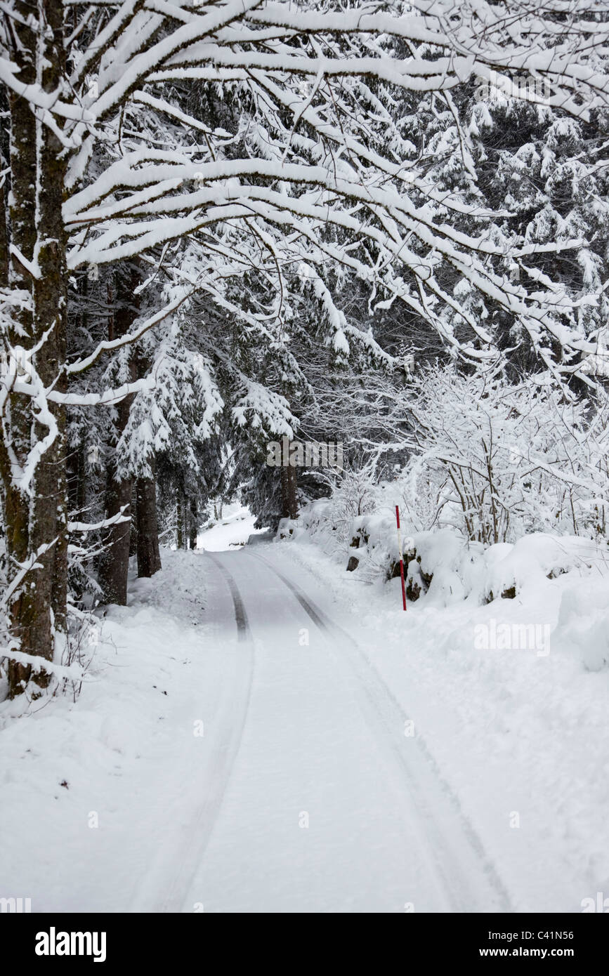 Snow-covered path through woods Stock Photo - Alamy