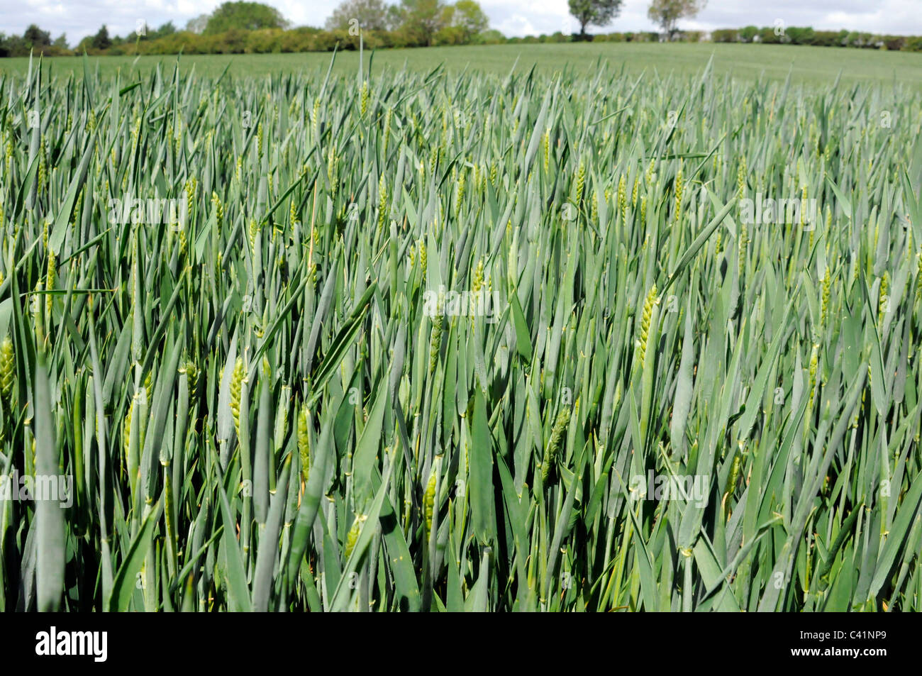 Agricultural Crops in a Field Stock Photo