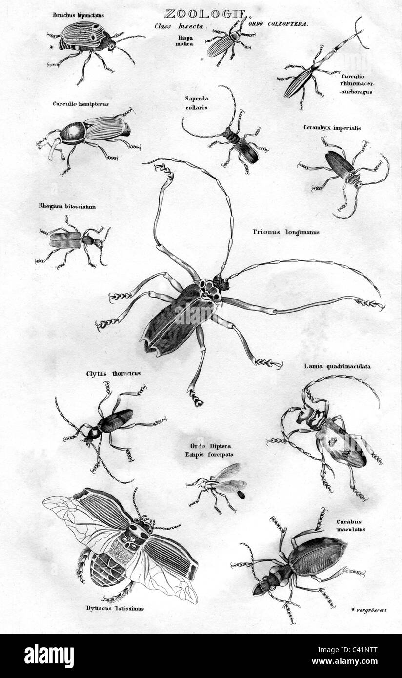 zoology, insects, various, steel engraving, Meyers Konversationslexikon, Bibliographisches Institut, Hildburghausen, late 19th century, Additional-Rights-Clearences-Not Available Stock Photo