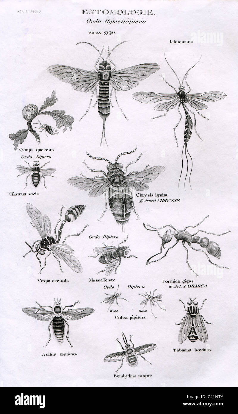 zoology, insects, Hymenoptera, steel engraving, Meyers Konversationslexikon, Bibliographisches Institut, Hildburghausen, circa 1840, Additional-Rights-Clearences-Not Available Stock Photo