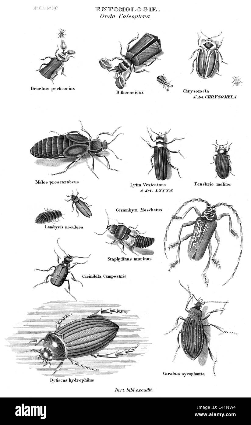 zoology, insects, Coleoptera, steel engraving, Meyers Konversationslexikon, Bibliographisches Institut, Hildburghausen, circa 1840, Additional-Rights-Clearences-Not Available Stock Photo