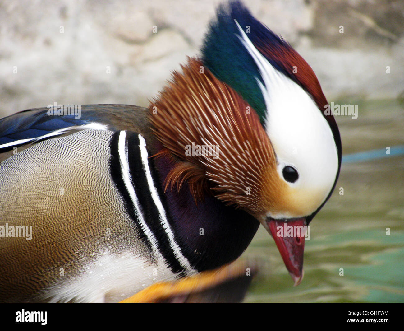 mandarin duck in movement Stock Photo - Alamy