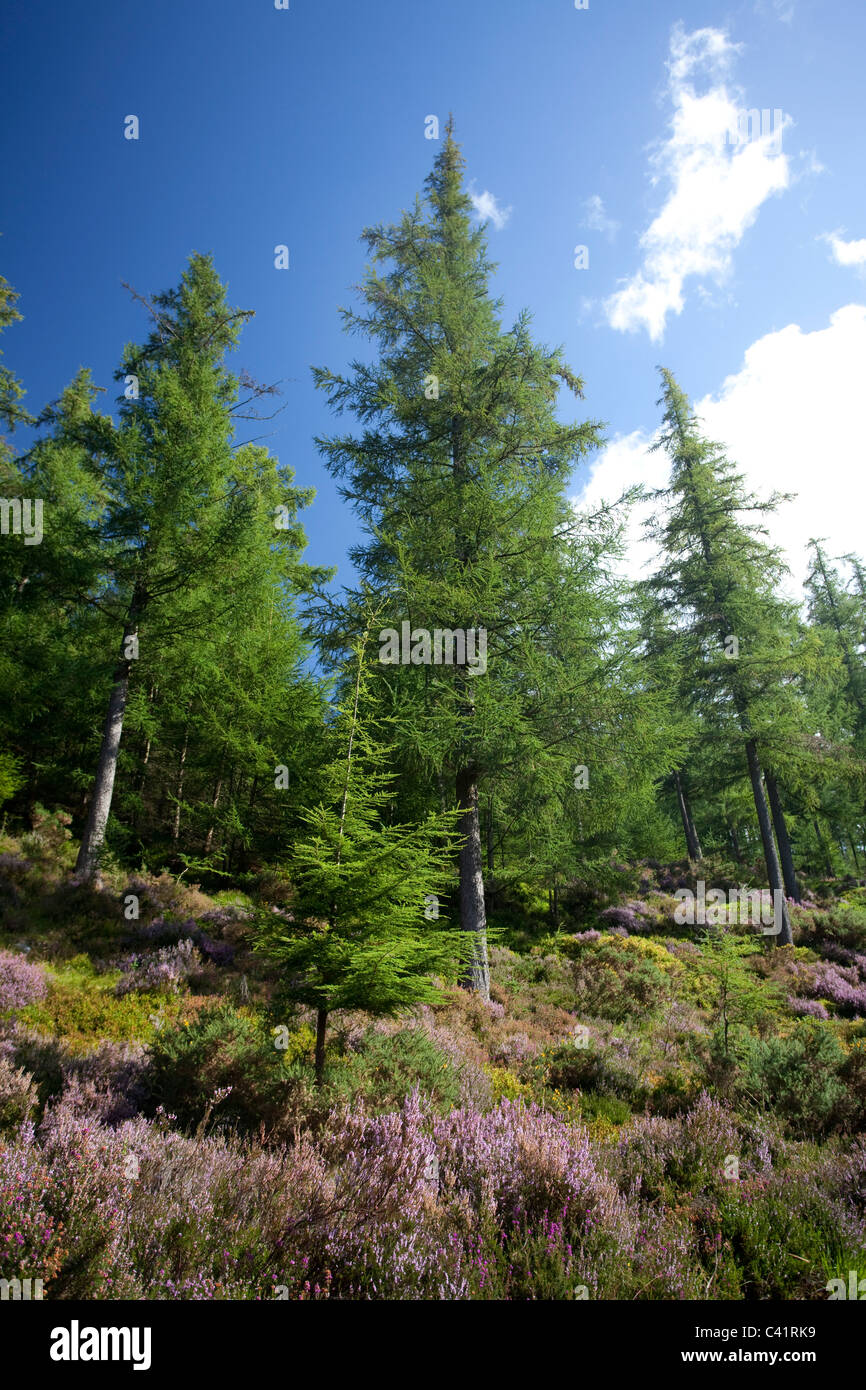 Sika spruce and purple heather, Lugduff Forest, Glendalough, Wicklow Mountains National Park, County Wicklow, Ireland. Stock Photo