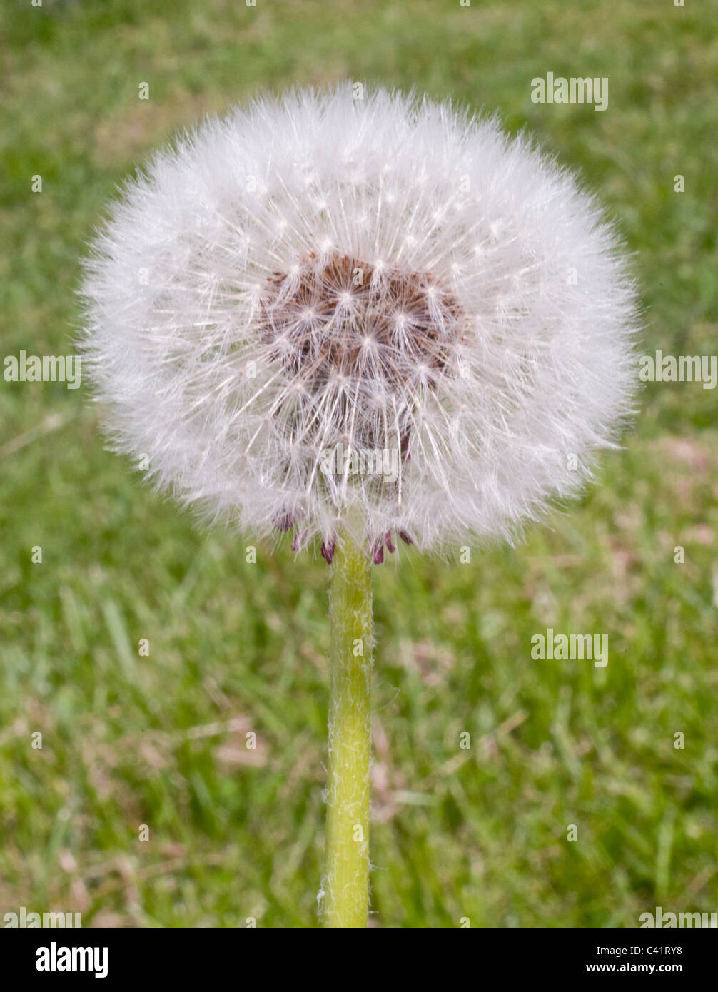 dandelion clock,seeds,blowball, Stock Photo