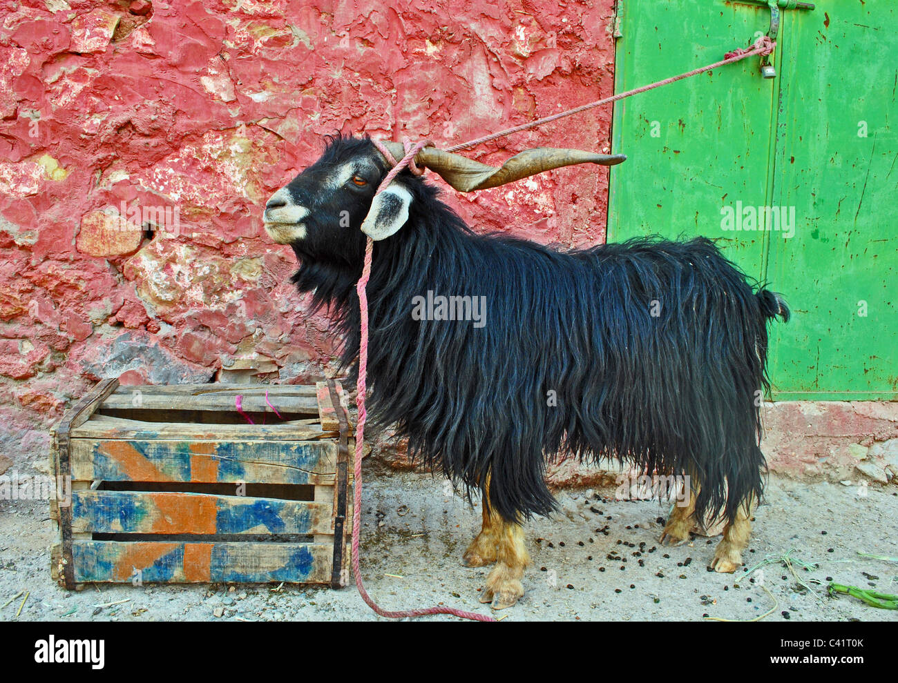 Goat in Immouzzer, Morocco Stock Photo