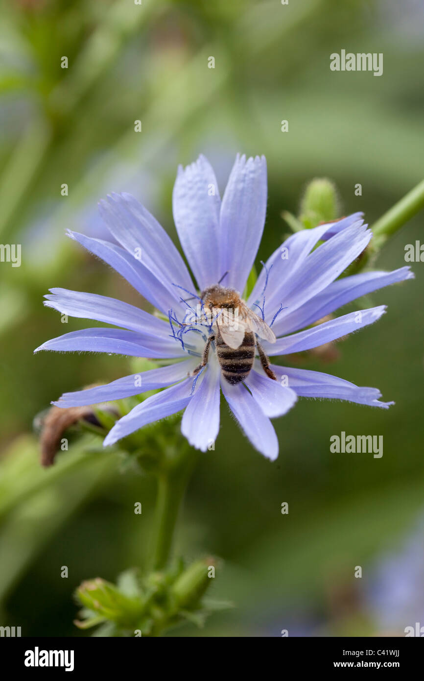 A honey bee on a hairless blue sow thistle ( cicerbita plumieri ) Stock Photo