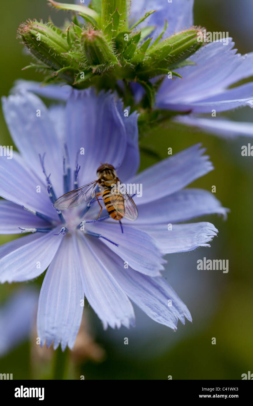 A hover fly on a hairless blue sow thistle ( cicerbita plumieri ) Stock Photo
