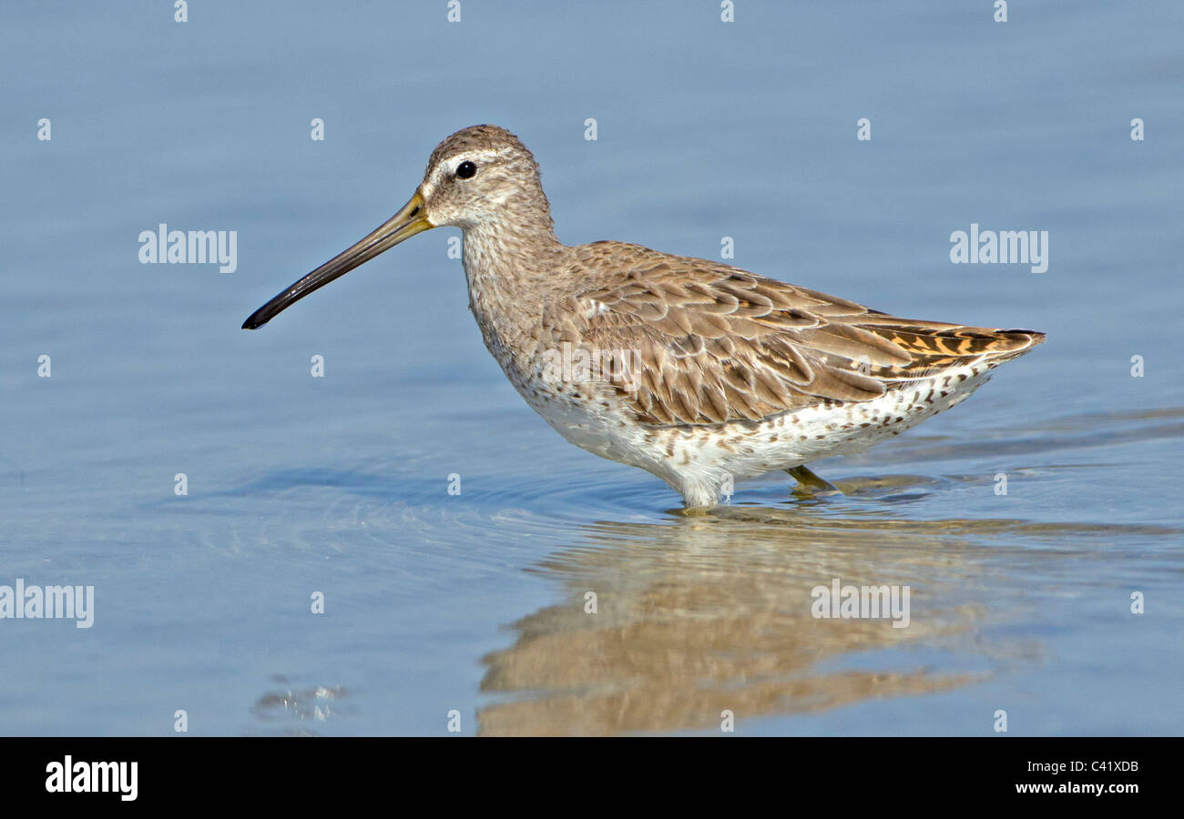 Short-Billed Dowitcher in shallow water. Stock Photo